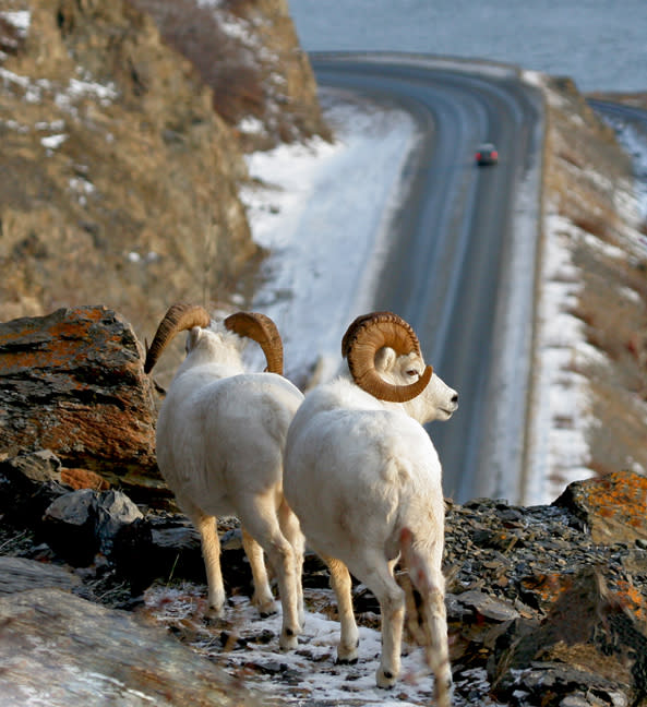 Dall sheep along the Seward Highway