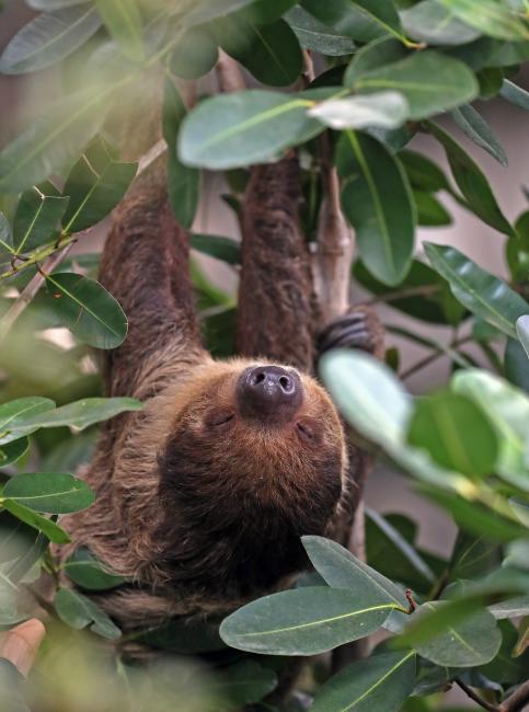 Sloth at RWP Zoo in Providence Sloth at RWP Zoo in Providence