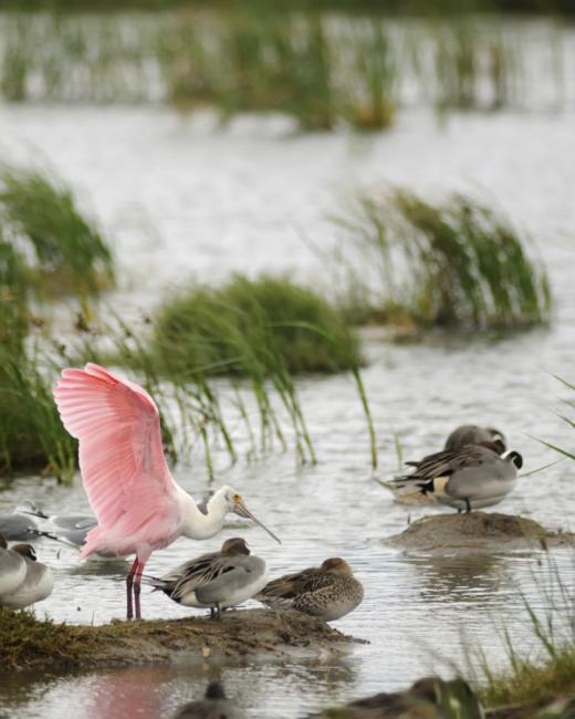 roseate spoonbill with waterfowl