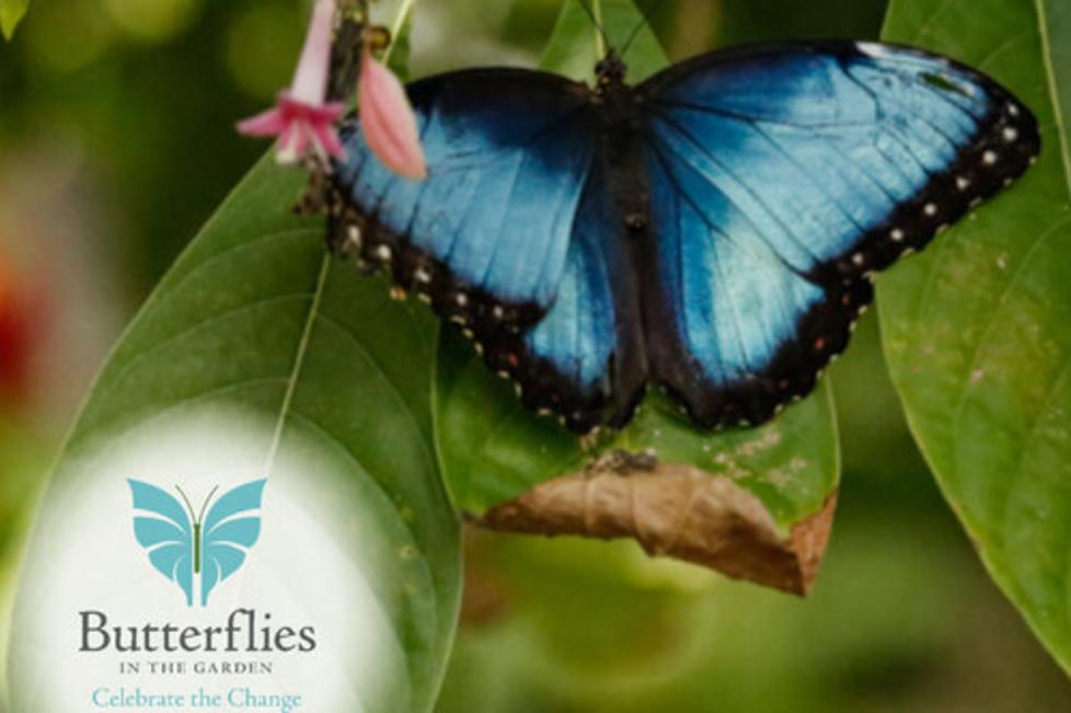 Butterflies In The Garden Fort Worth, TX 761073420