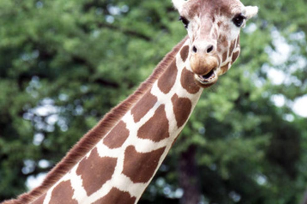 Giraffe