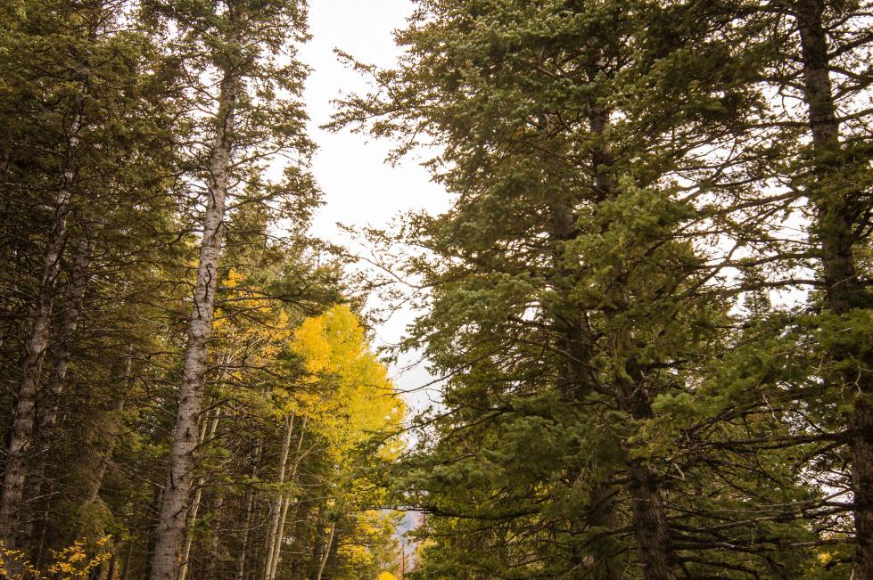 Alpine Loop Scenic Backway