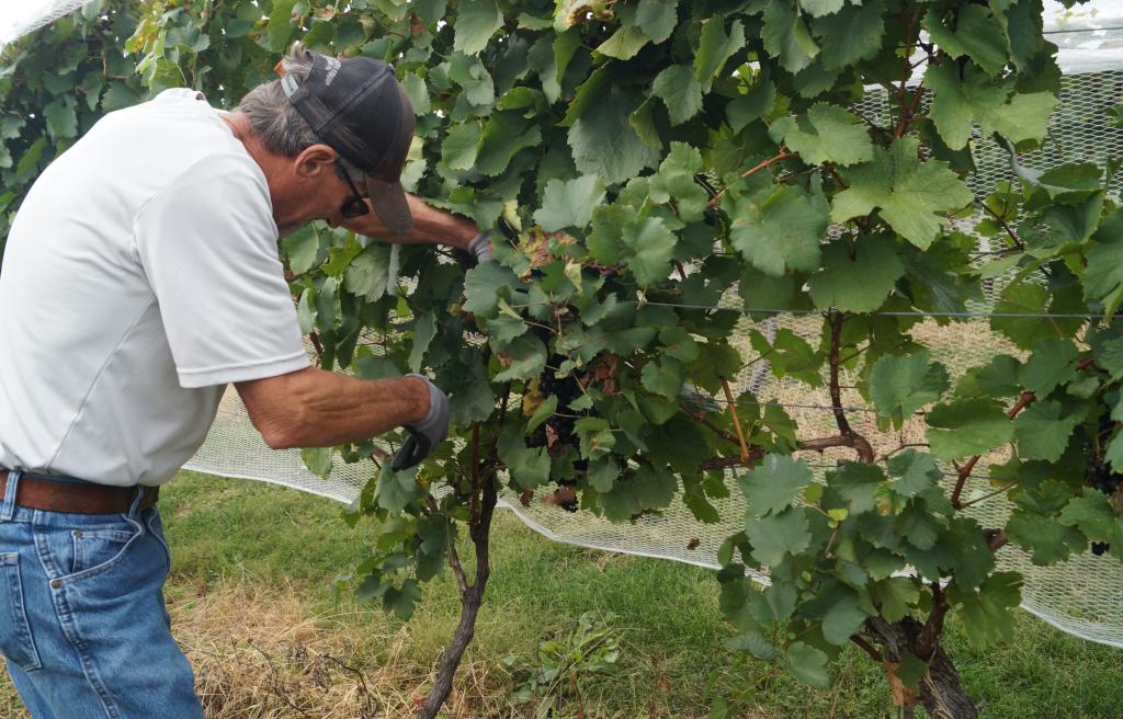 Man cutting grapes from vines