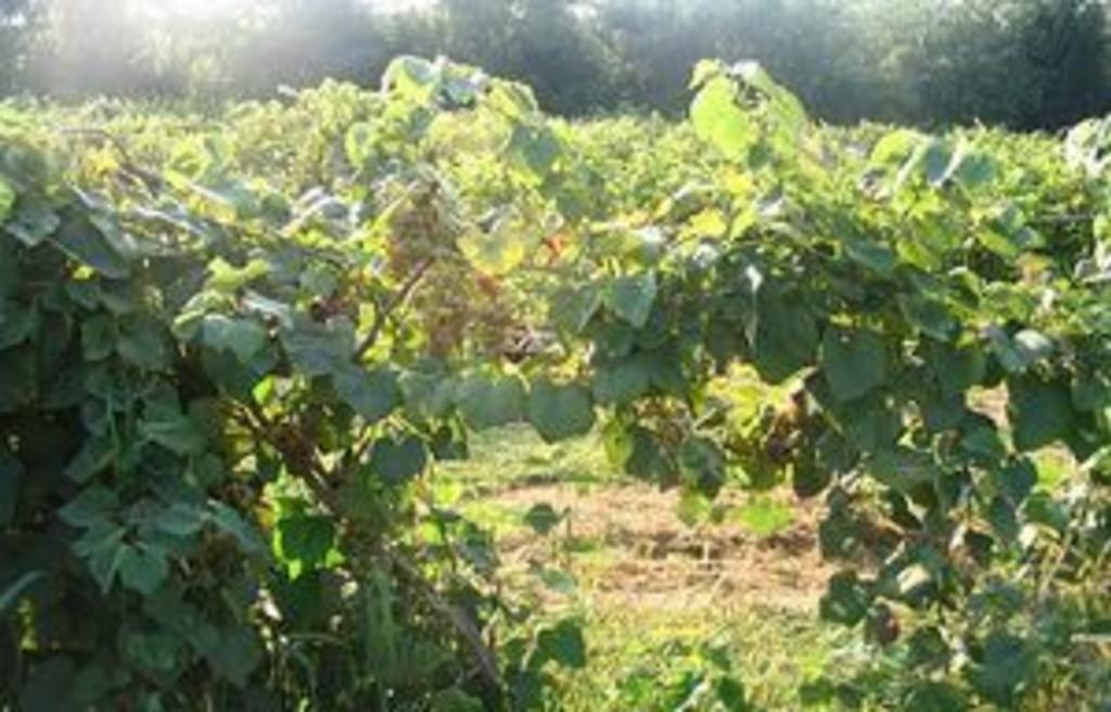 Marburg Estate Winery Ltd Spring Grove Pa 17362