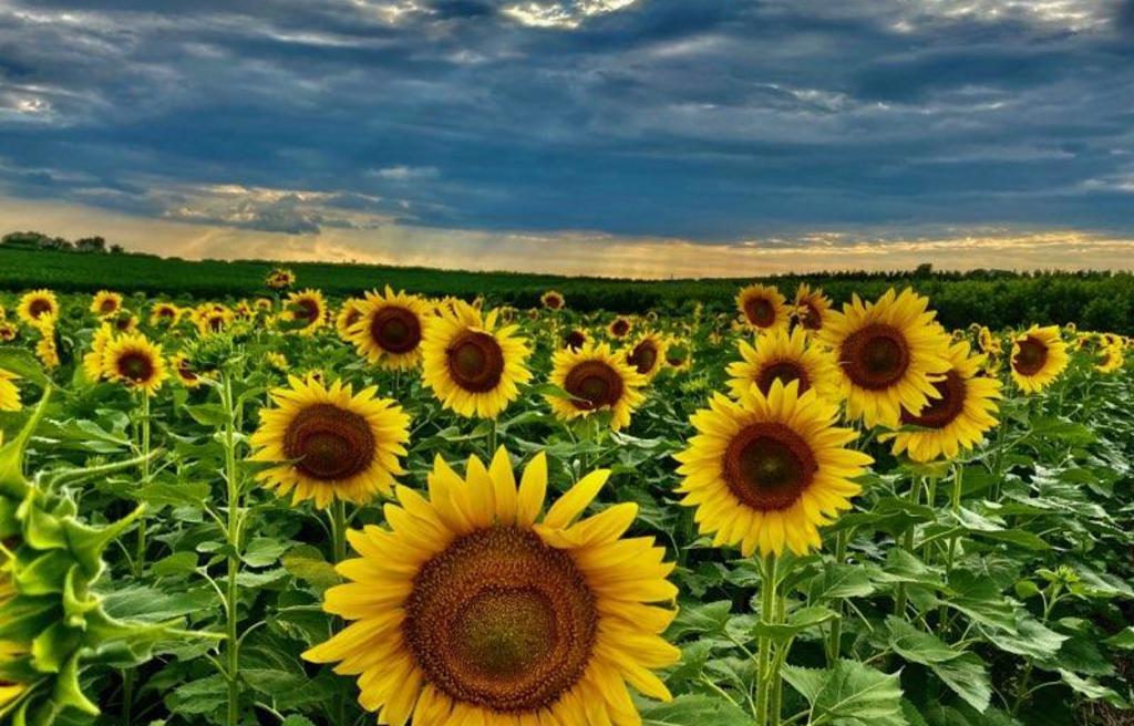 Sunflower Experience Hellam Pa 17406