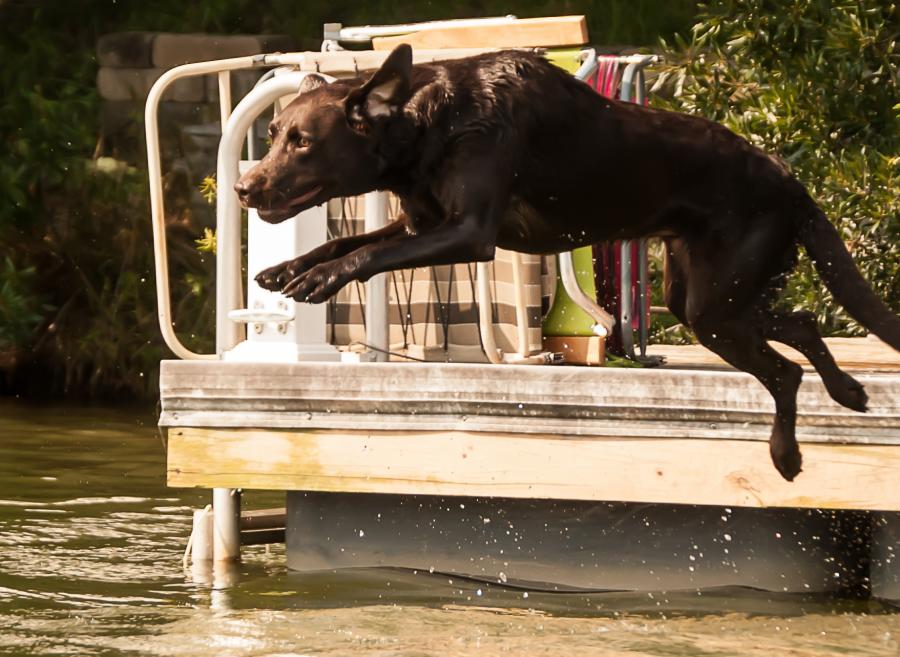 Dog jumping off of boat dock into lake
