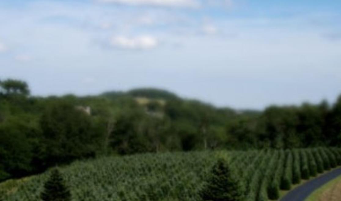 Appalachian Evergreens | Boone, NC