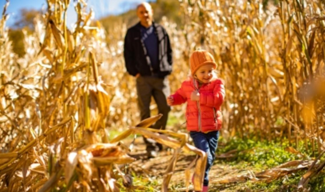 Running through the corn maze