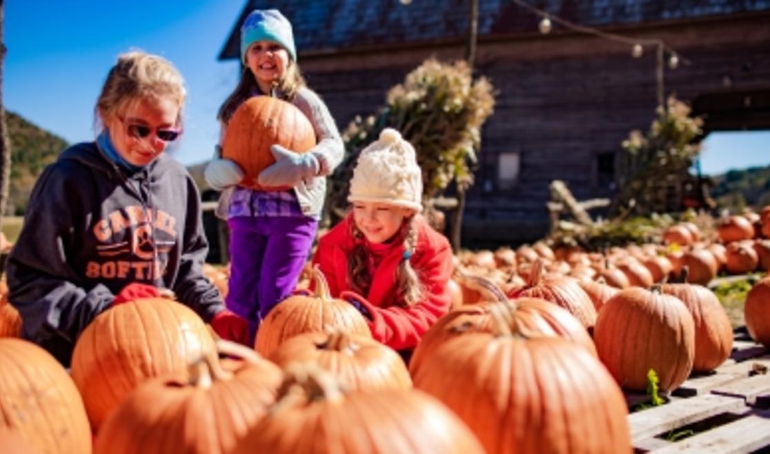 Pumpkin Patch at Harvest Farm