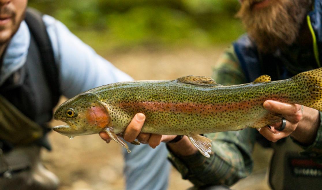 Highland Outfitters trout catch