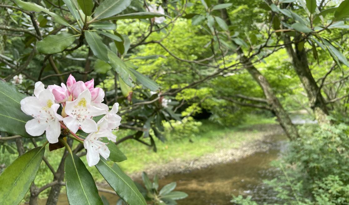 Sterling Creek Park