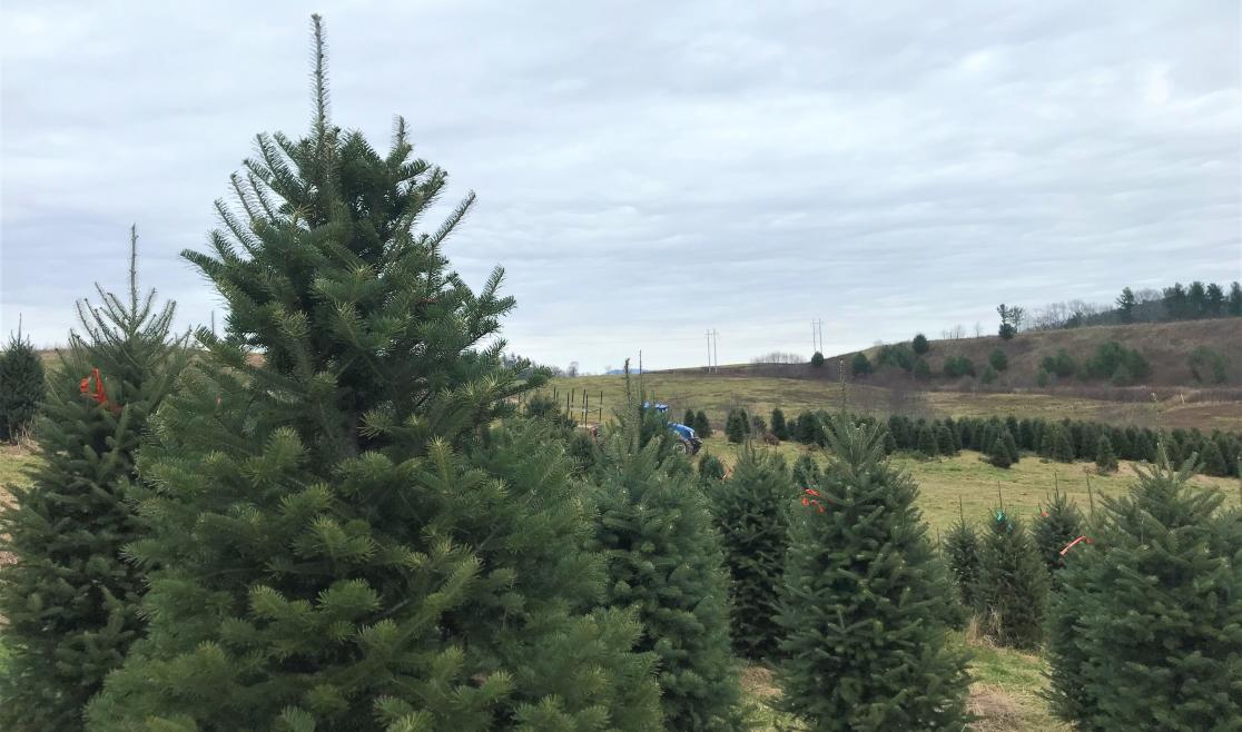 Appalachian Christmas Mountain Farms 2020 HT (2).jpg