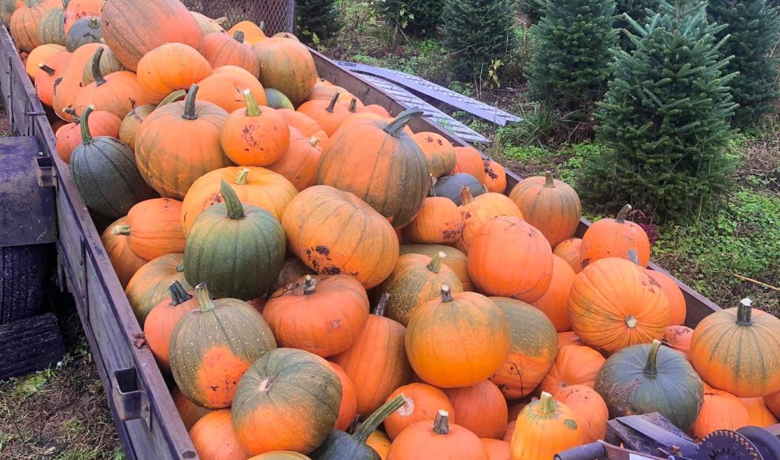 C & J Pumpkin Patch and Corn Maze