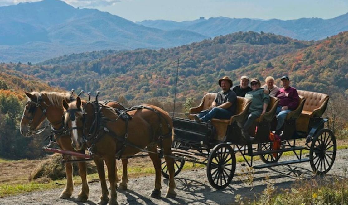 Horse and carriage rides near me new arrivals