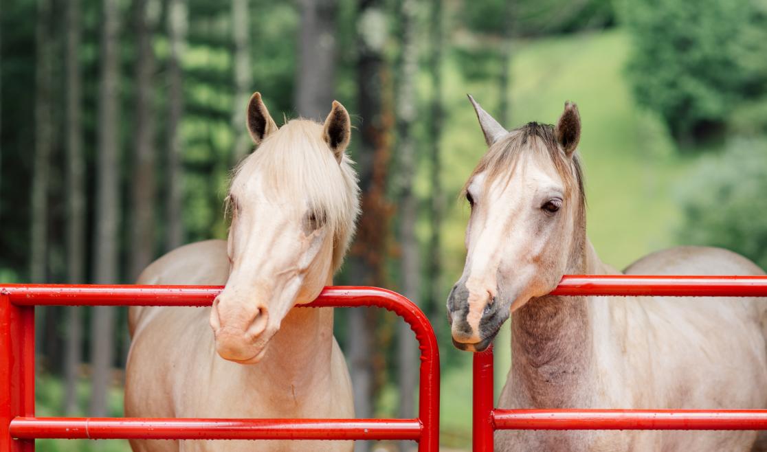 Mast Farm Inn Horses WEB.jpg