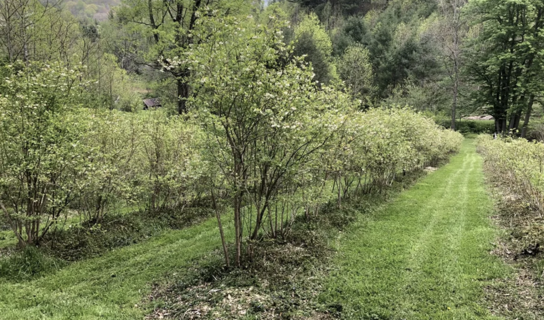 Screenshot 2025-04-17 at 3.01.40 PM.png