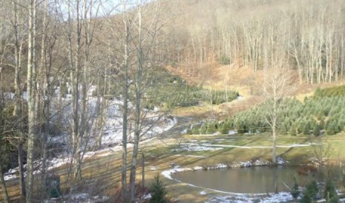 Cornett Deal Christmas Tree Farm