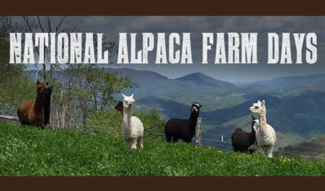 Apple Hill Farm National Alpaca Farm Days