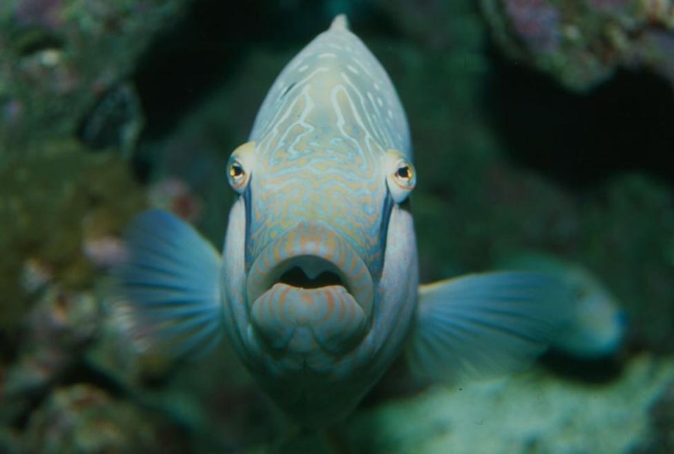 Observe fish in an aquarium