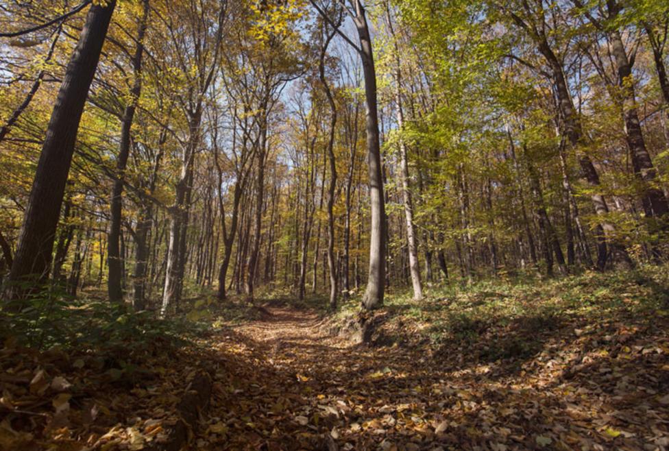 Windmill Hill Nature Preserve