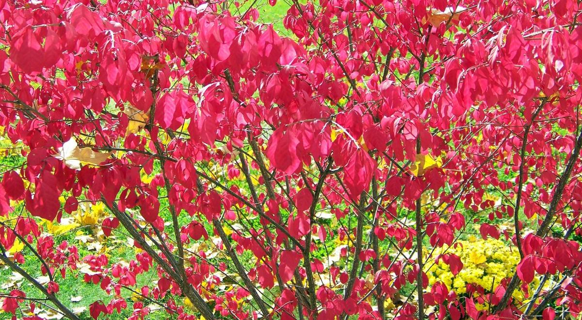 Guest Blogger - Plants 5