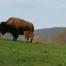 Mud Creek Bison Ranch 3