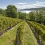 Point of the Bluff Vineyards