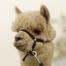 K-ran Alpacas 2