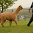 K-ran Alpacas 1