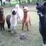 Stoney Acres Alpacas