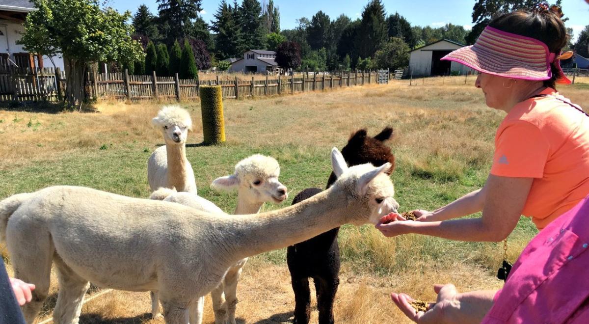 Alpaca's at Firwood Farm