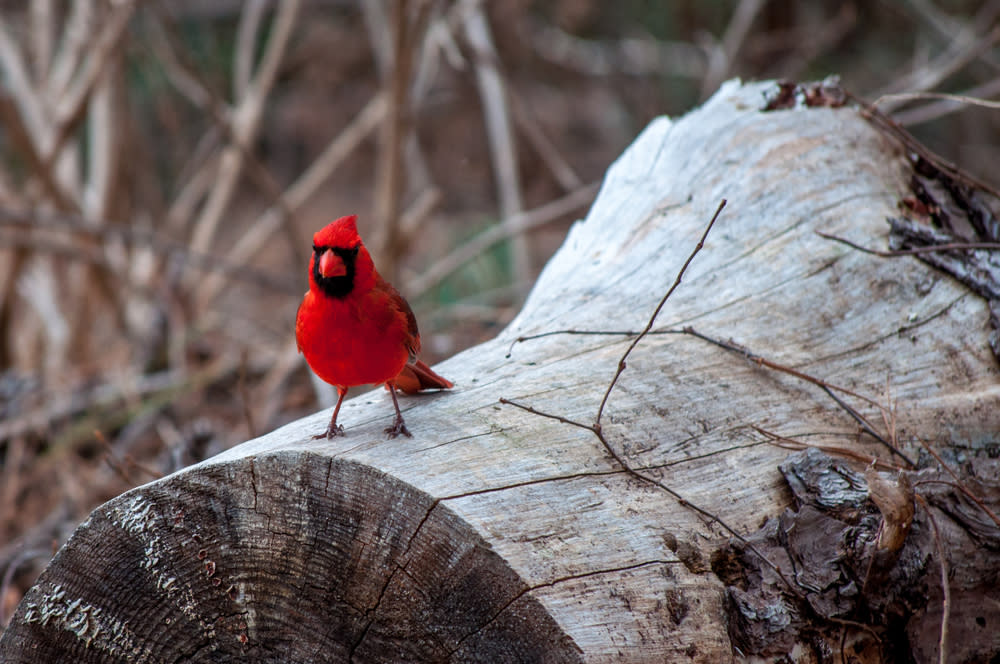 Cardinal on Tree Trunk at Bastrop State Park