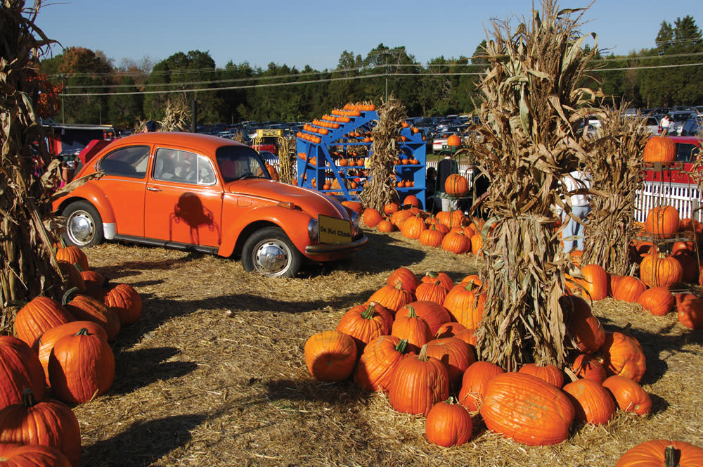 Cox Farms pumpkin patch