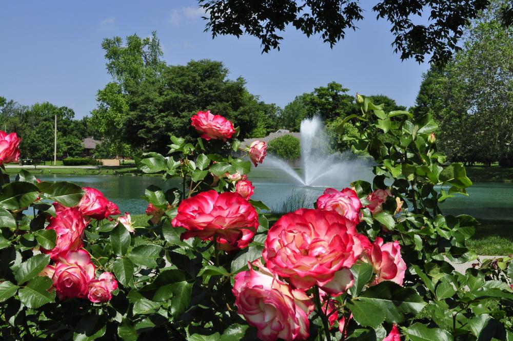 Lakeside Park flowers