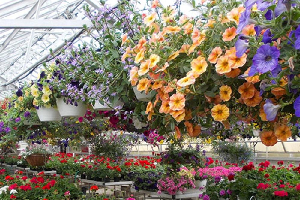 Pesche's Greenhouse, Floral Design & Gift Gallery