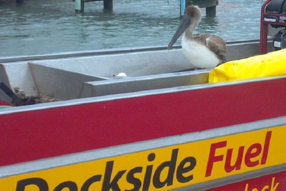 Gulfshore Dockside 239 272 2458 Fuel Delivery Services In Naples