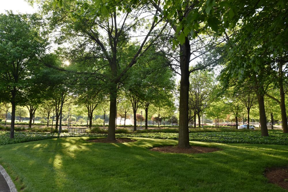 Headwaters Park in the Morning - Fort Wayne, IN