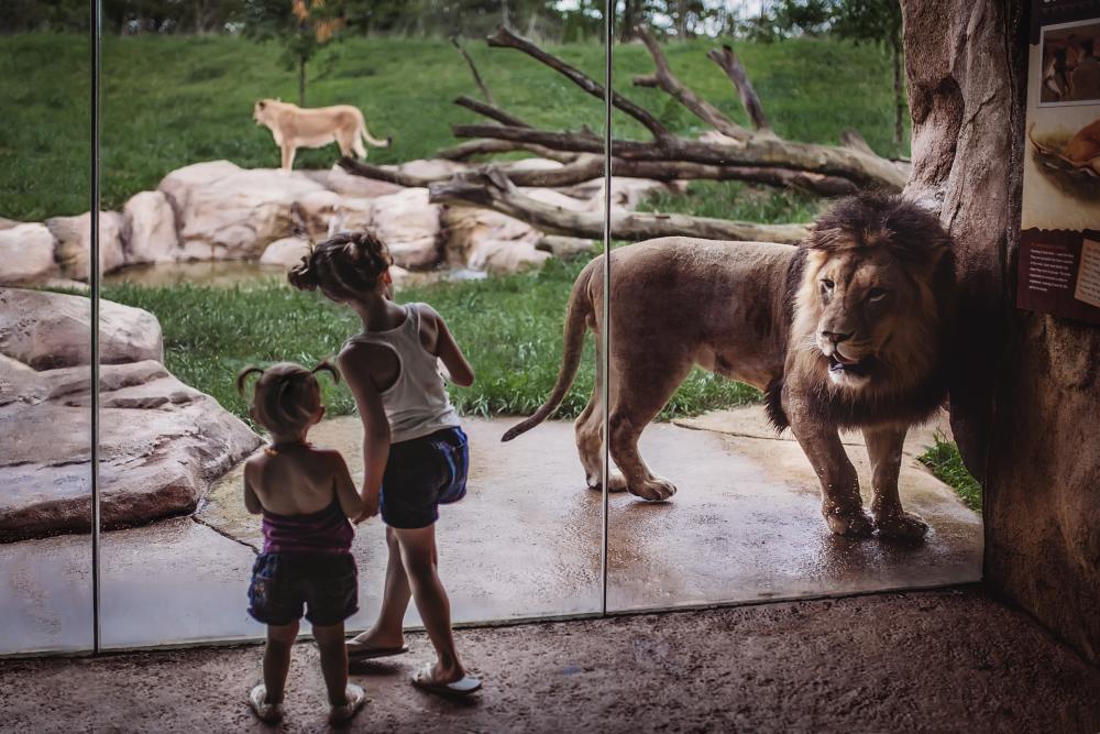 Fort Wayne Children's Zoo - Lion Exhibit with Children - Fort Wayne, Indiana