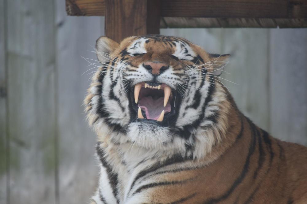Animal Parks Zoos In Laurel Highlands Wildlife Parks