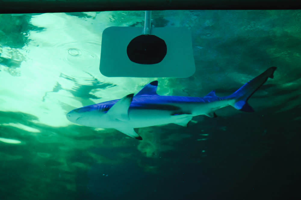 Loveland Living Planet Aquarium
