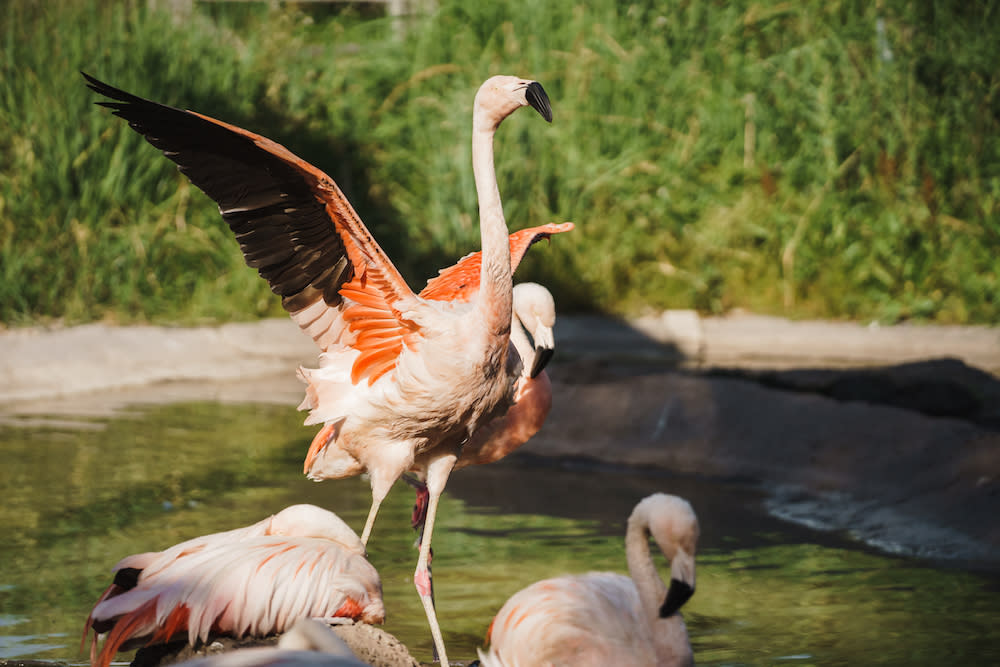 Flamingos at Tracy Aviary