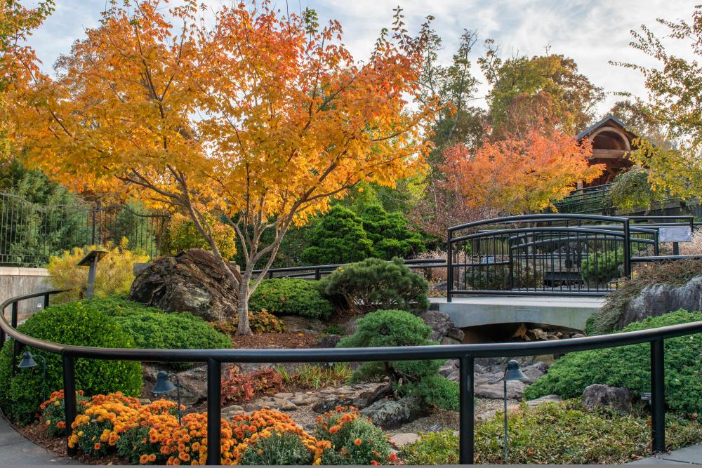 Asheville 2019 Fall Color Report Forecast Scenic Views