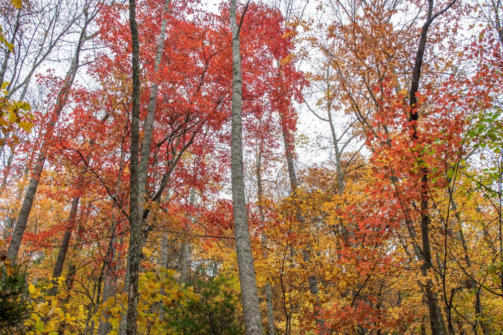 Asheville 2019 Fall Color Report Forecast Scenic Views
