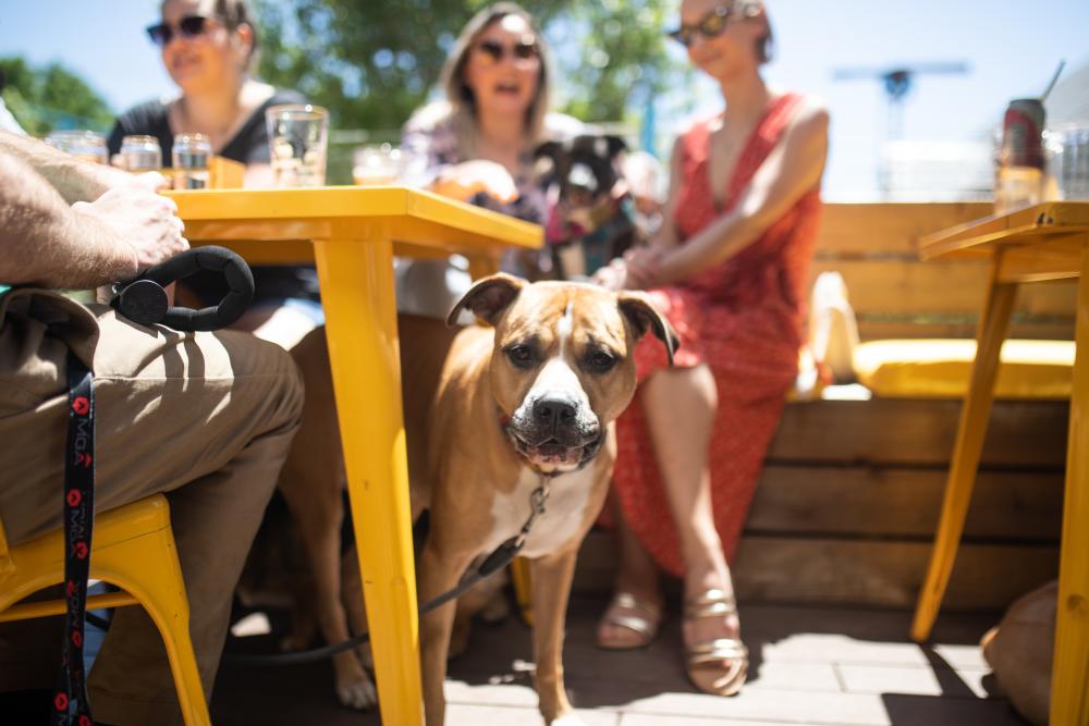 Dog on Patio at Austin Eastciders tap room in east austin texas