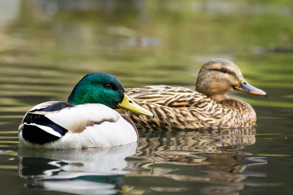 Ducks Swimming In Lake in Bastrop