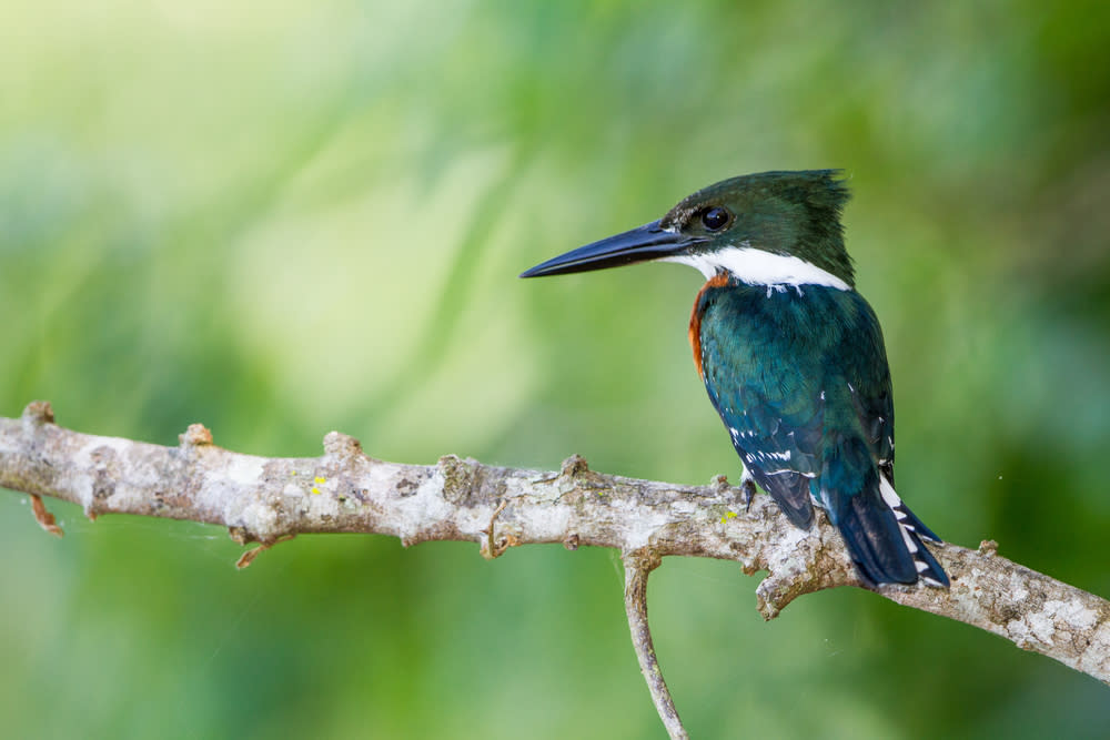 Green Kingfisher In Bastrop State Park