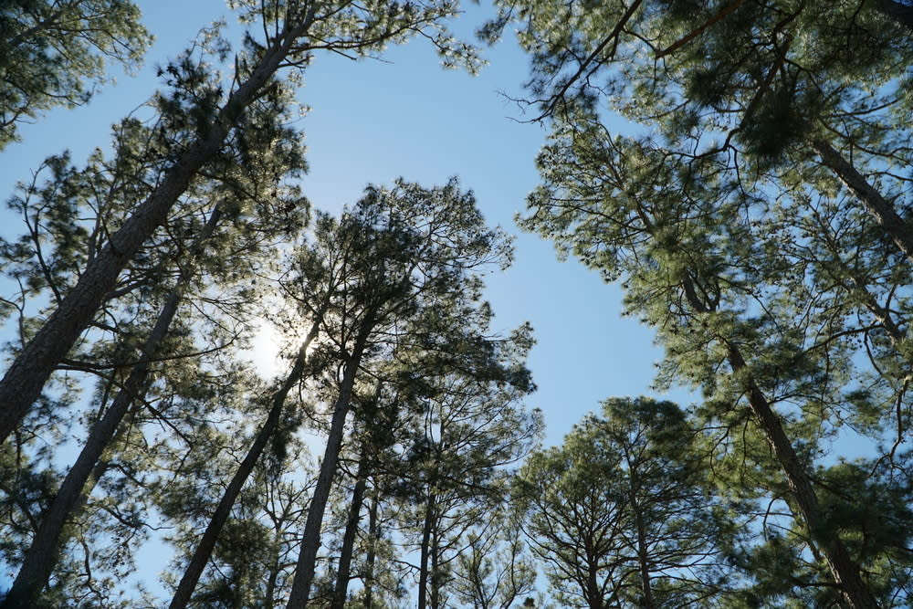 Tree's at Bastrop State Park 