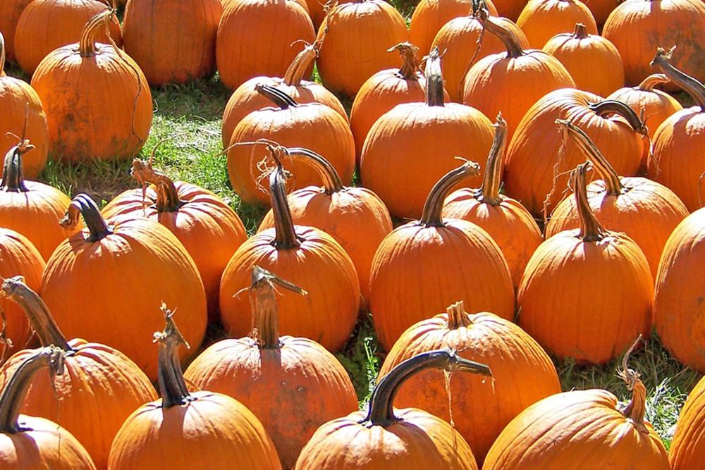 Fairfax County Pumpkin Patch