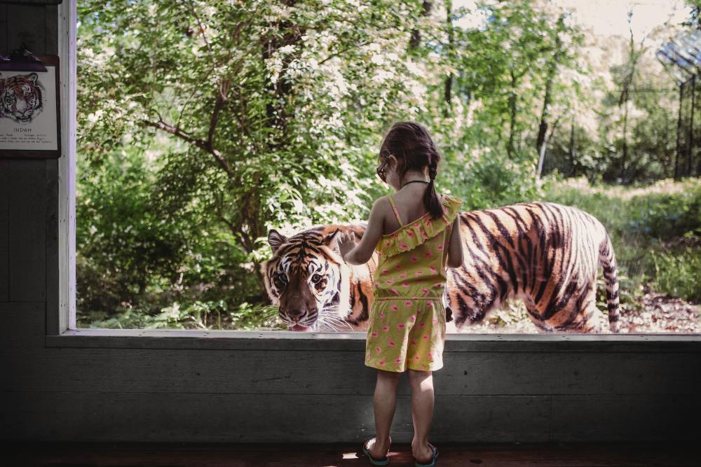 Girl at Zoo with Tiger