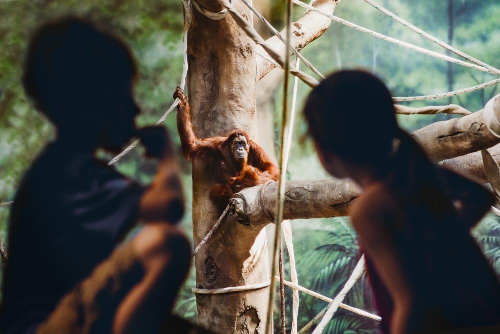 Fort Wayne Children's Zoo - Children at the Orangutan Exhibit - Fort Wayne, Indiana